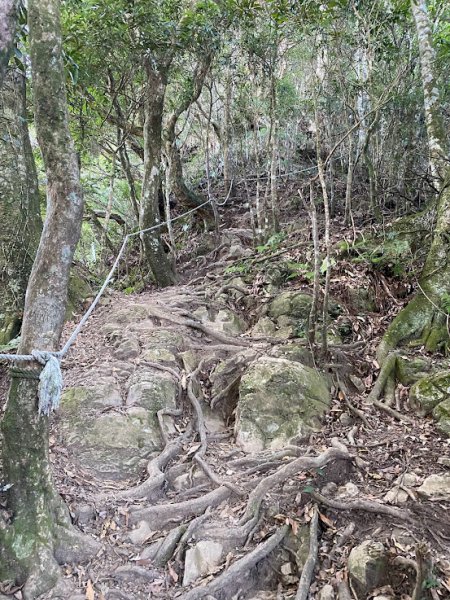 苗栗_大坪出發~杜鵑嶺/加里山1485797