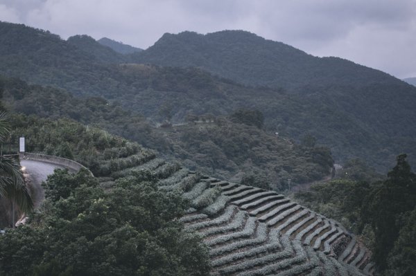 小樂的親子登山旅程-坪林金瓜寮魚蕨步道959227