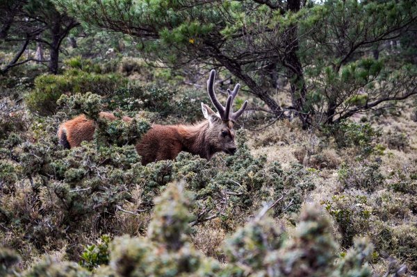 戒茂斯上嘉明湖三天兩夜2769430