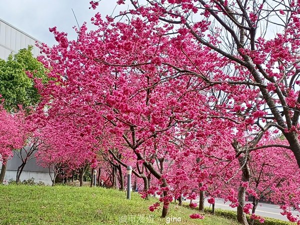 【台中后里】春日賞花。崴立機電櫻花公園2441576