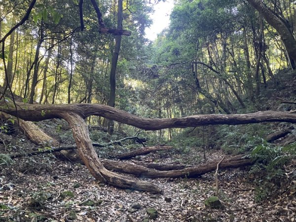 加里山隘勇線2913109