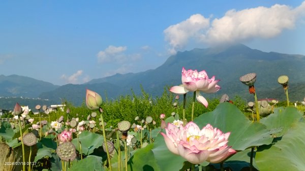 雲山水花鳥蝶 - 天龍國阿伯的日常7/18 & 21、22、292554016