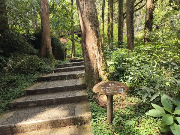 [百山百鳥尋旅-05/15] 2025_0830 溪頭賞鳥步道_銀杏步道2875526