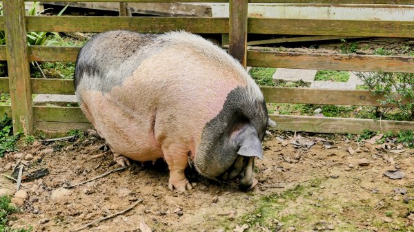 楊梅保甲古道,福人登山步道2695954