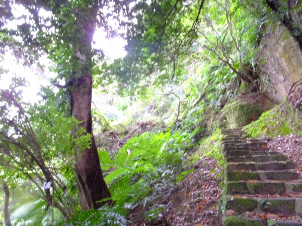 小山美學：新店小獅山步道886795