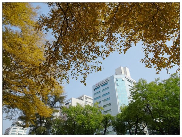 小葉欖仁/黃金雨1634896