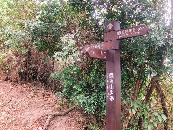 台東鯉魚山步道511559
