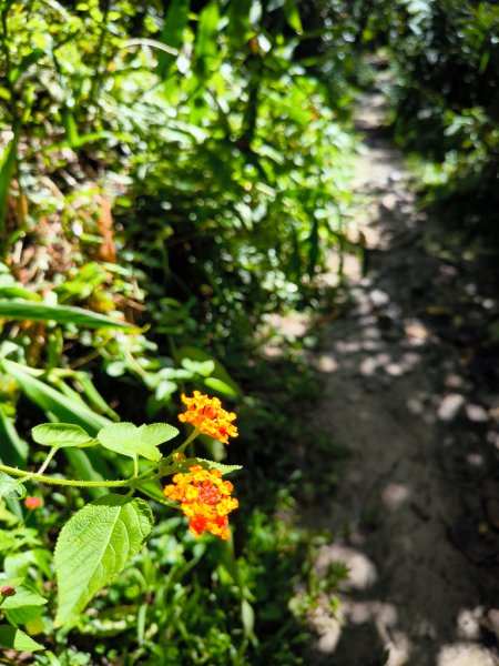 2024-08-22 澀水森林步道2578398