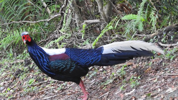 雲山水花鳥蝶-天龍國阿伯的日常6/22801951