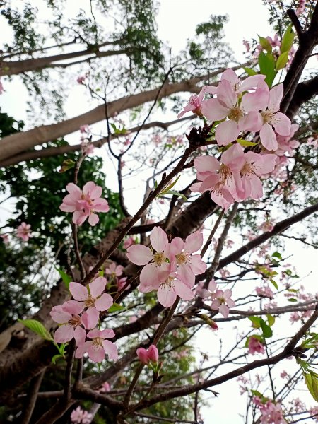 內湖瑞陽公園→文德三號公園→基隆河右岸→美堤河濱公園步道2089971