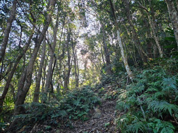 水雲三星～上島山（鳥嘴山）2931231