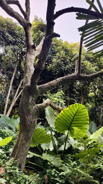 【台灣健行】台中大坑 5-1、5 頭嵙山2879630