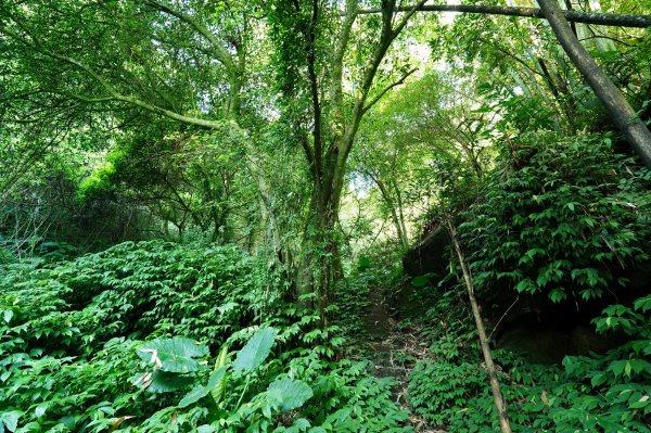 新北 三峽 金敏子山、詩朗山、塞口坑山、內金敏山2565605