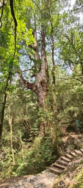 拉拉山國家森林遊樂區2752236