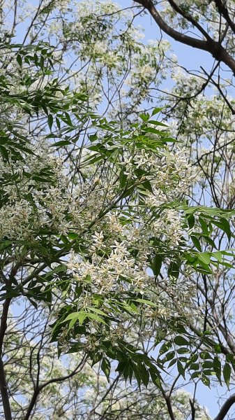 《台中》苦楝樹王｜潮洋溪惠來溪步道生態之旅202303-042124113