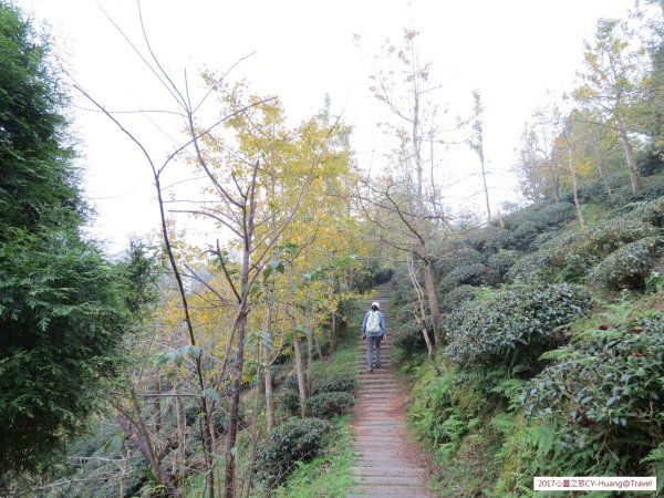 《南投》竹林銀杏｜鹿谷長源圳古道、大崙山銀杏森林、武岫201709212890499