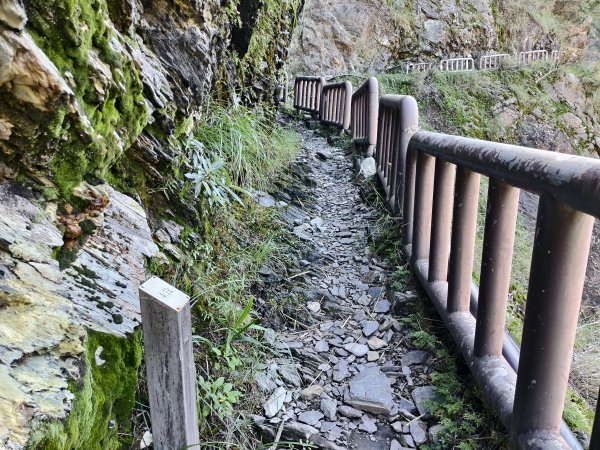 [玉山尋寶任務-07/12] 2025_0824 八通關雲龍瀑布步道2870671