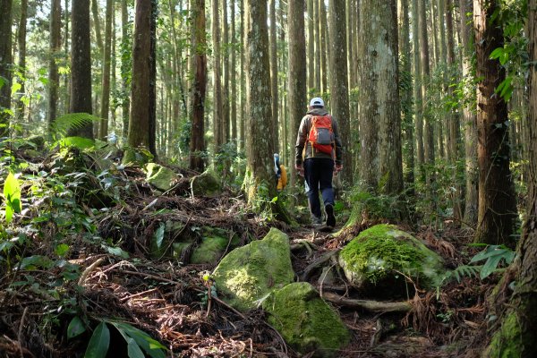 苗栗南庄鄉 二訪加里山 ‧ 2025春 哈加2753375