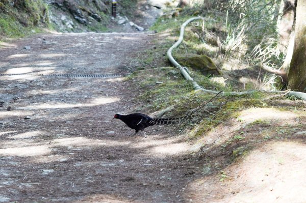 戒茂斯上嘉明湖三天兩夜2769467