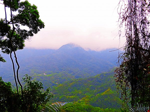 台灣阿凡達奇幻森林國度：大板根森林步道551228