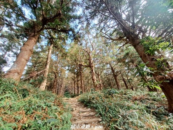 【台中和平】山林野餐。長壽山(肥崠山)山徑2969436