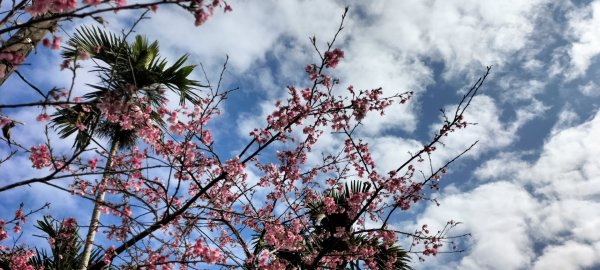 貓空樟湖、樟樹環型步道2414919