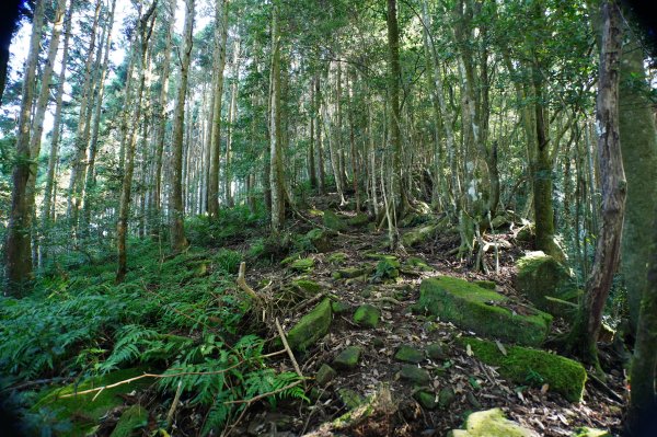 苗栗 南庄 紅毛山、無名山、大坪山2943109