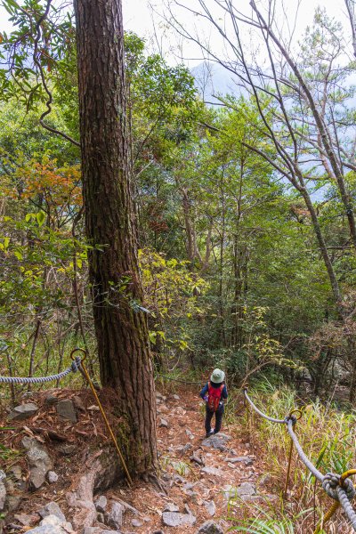 谷關七雄_波津加山2977571