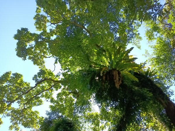 汐止區白雲古道+白雲寺O型2911965