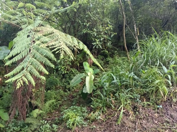 平溪區石古井古道(新路徑)+青林山+盤山坑古道O型2893262