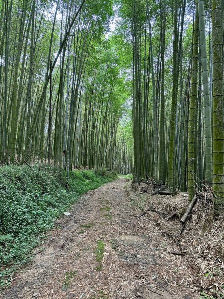 米堤走烏土堀林道到金柑樹山再到杉林溪天地眼2319352