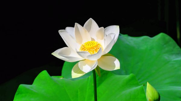 普剌(拉)特草3071847