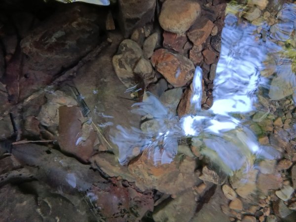 坪林區南闊瀨行(枋山坑古道+枋山坑崙+闊瀨越嶺保甲路O型)2916769