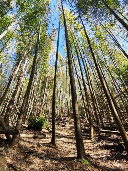 大雪山長壽三崠2691109