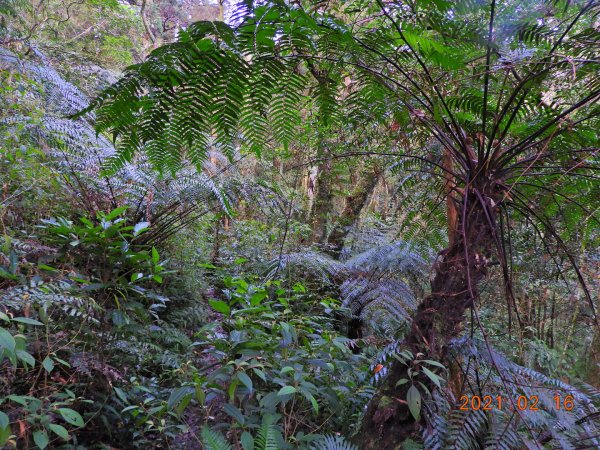 新北 烏來 美鹿山、高腰山、拔刀爾山1273962