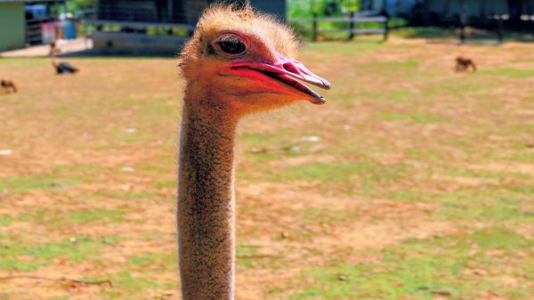 台東原生應用植物園3015253