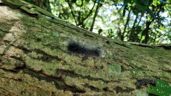 《新竹》沒那簡單｜關西赤柯山東獅頭山步道O繞202506152813527