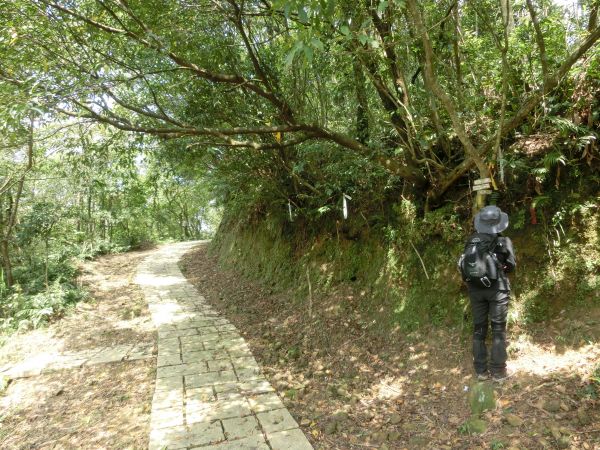平湖森林步道．內平林山109343