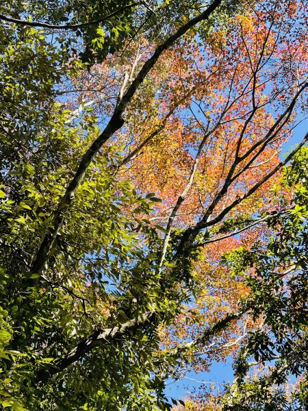 馬拉邦山-楓情萬種1545612