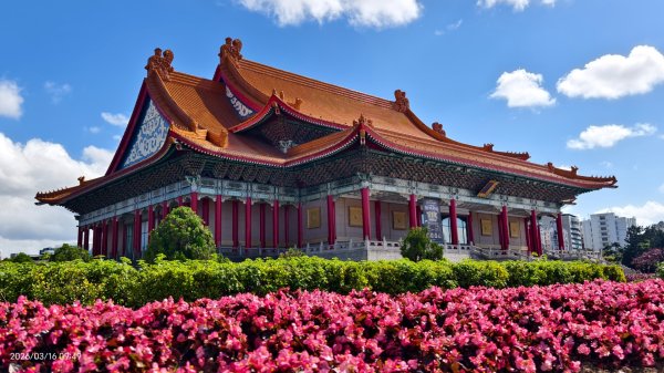 #自由廣場 #大安森林公園 #繡球花 #杜鵑 3/163016264