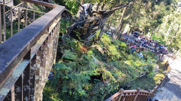 溪頭自然教育園區2938861