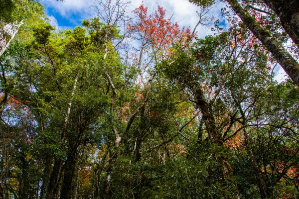 稍來山楓葉林2960895