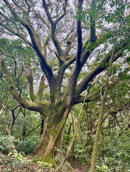 登峰古圳訪高頂山 北五指山 出荷蘭古道 快閃聖人瀑布2982330