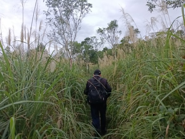 頭城鎮圓通寺+鴻子山東北峰+鴻子山+後湖子山林道+五峰旗山+840峰+水鴨池+水鴨崙+圓通寺O型2983768