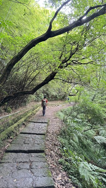 我的夏日健行→絹絲瀑布步道→冷水坑2203650