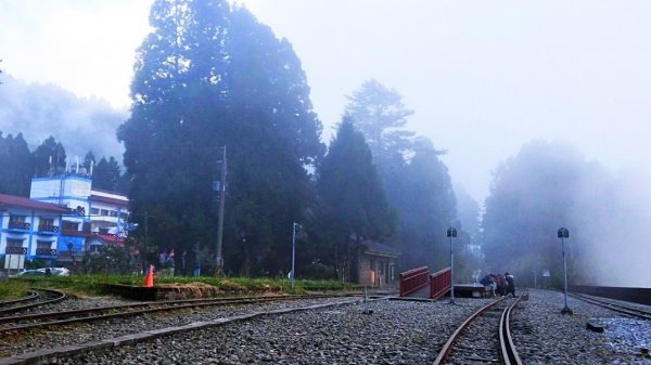 阿里山青年活動中心 櫻花季852379