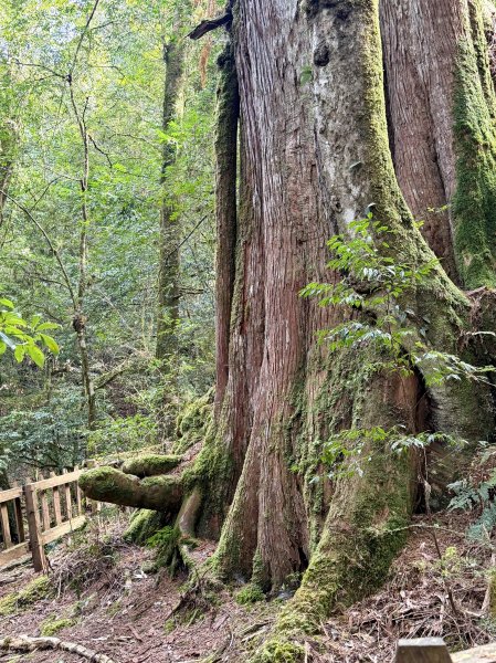 鎮西堡巨木步道B區全段+A區部分3008527
