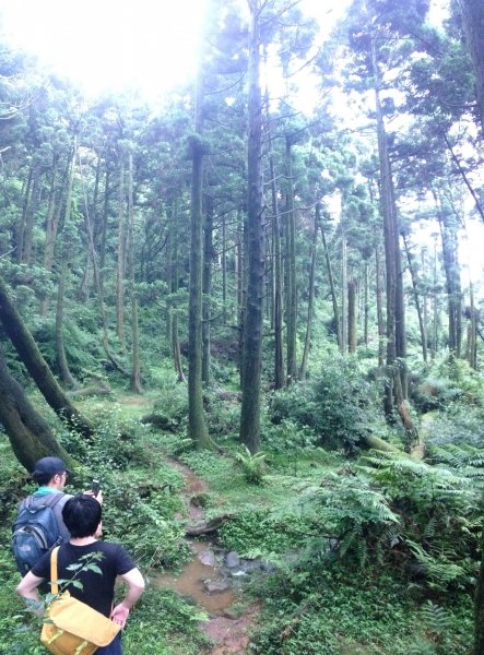 風擎步道頂山石梯嶺 之 生命值健檢594447