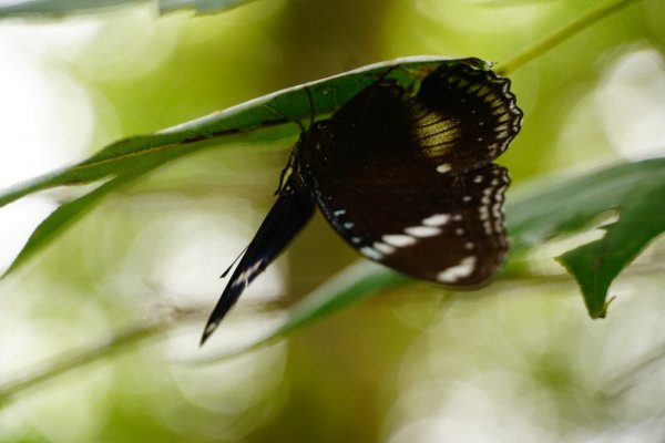 埔里彩蝶瀑布之國姓鄉眉冷山及糯米橋1466187