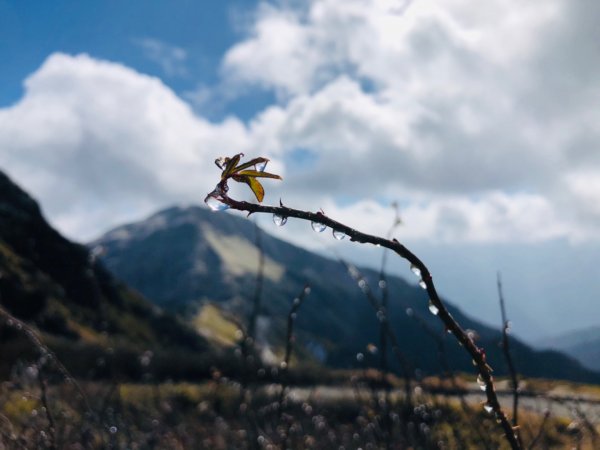 合歡主峰賞雪趣852844